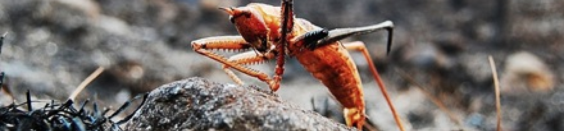 Genç Objektifler ‘Doğanın Direnişi’ Ne Tanık Oldu