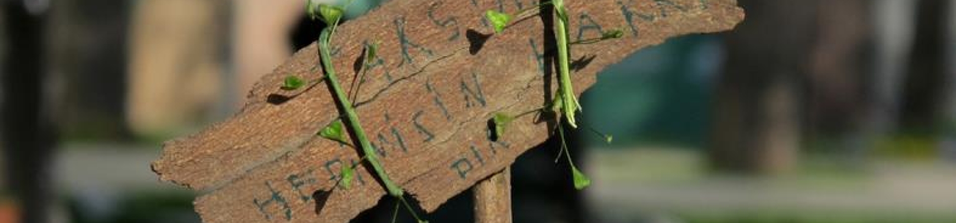 Taksim’in Güvercinleri, Higgs Bozonu ve İnsan olmak