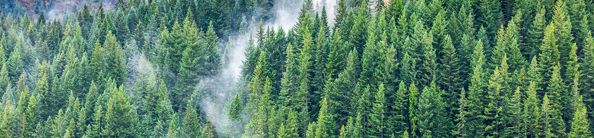 Kentsel Ekosistemler, Ormanlar ve Yangınlar Üzerine