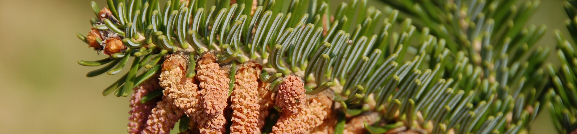 Orman Yangınlarının Düşündürdükleri