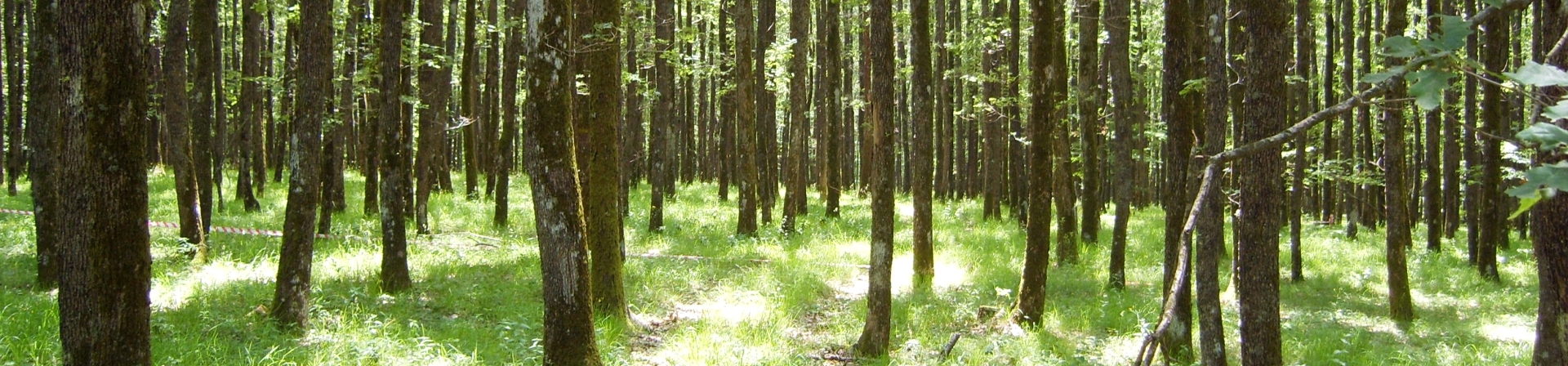 Yeşil Doku ve Ormanların Korunmasında Sivil Toplum Kuruluşlarının Rolü