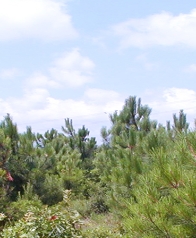 Banner Görseli