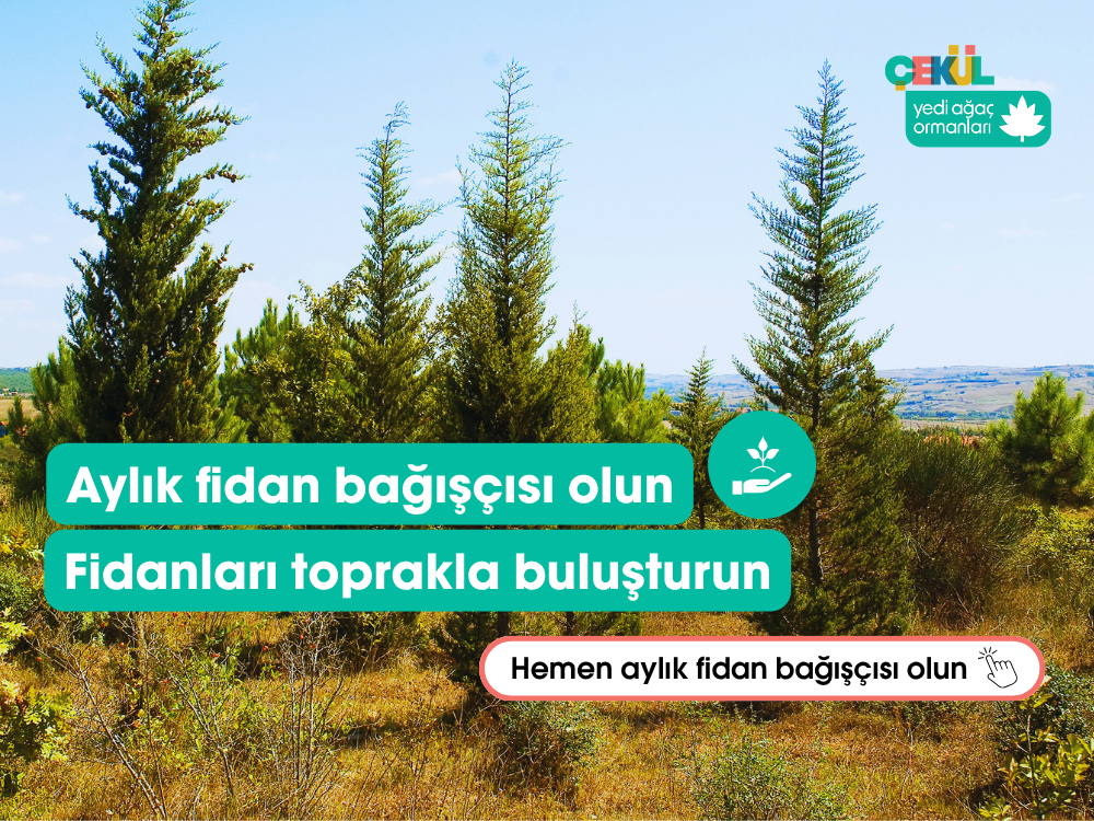 Banner Görseli