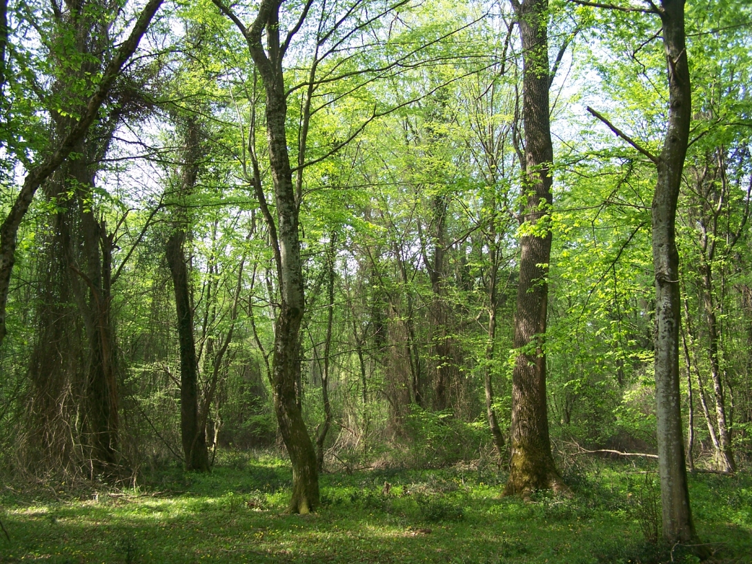 Banner Görseli