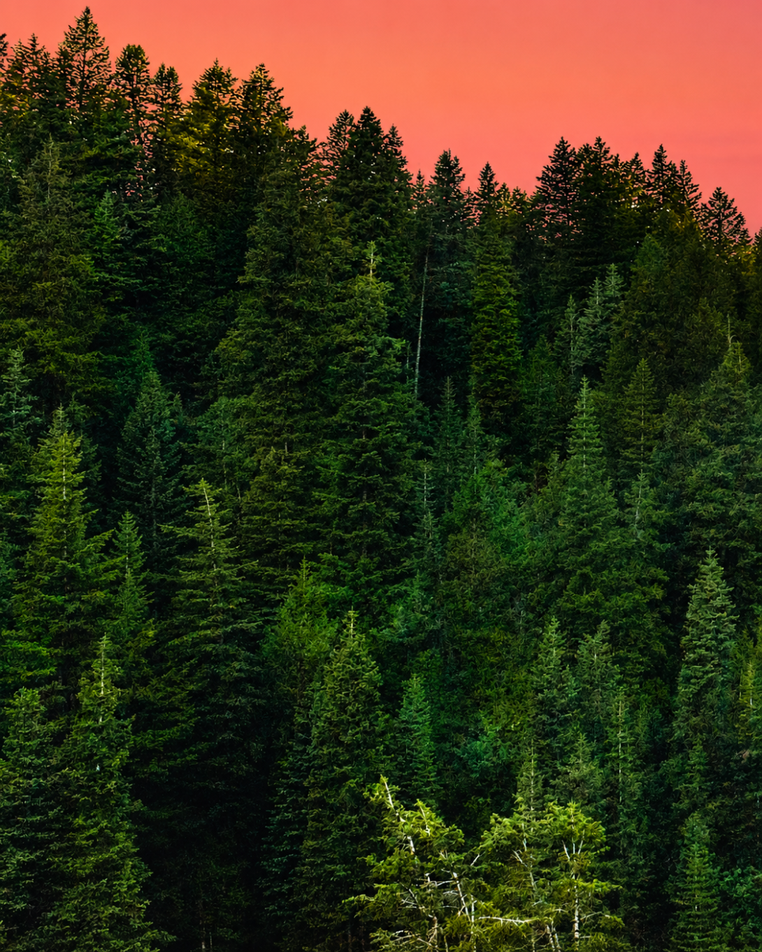 Banner Görseli