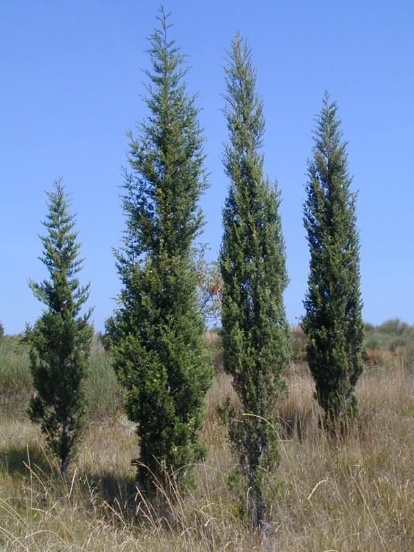 İstanbul- Çatalca / Deliyunus, Durusu - 1995